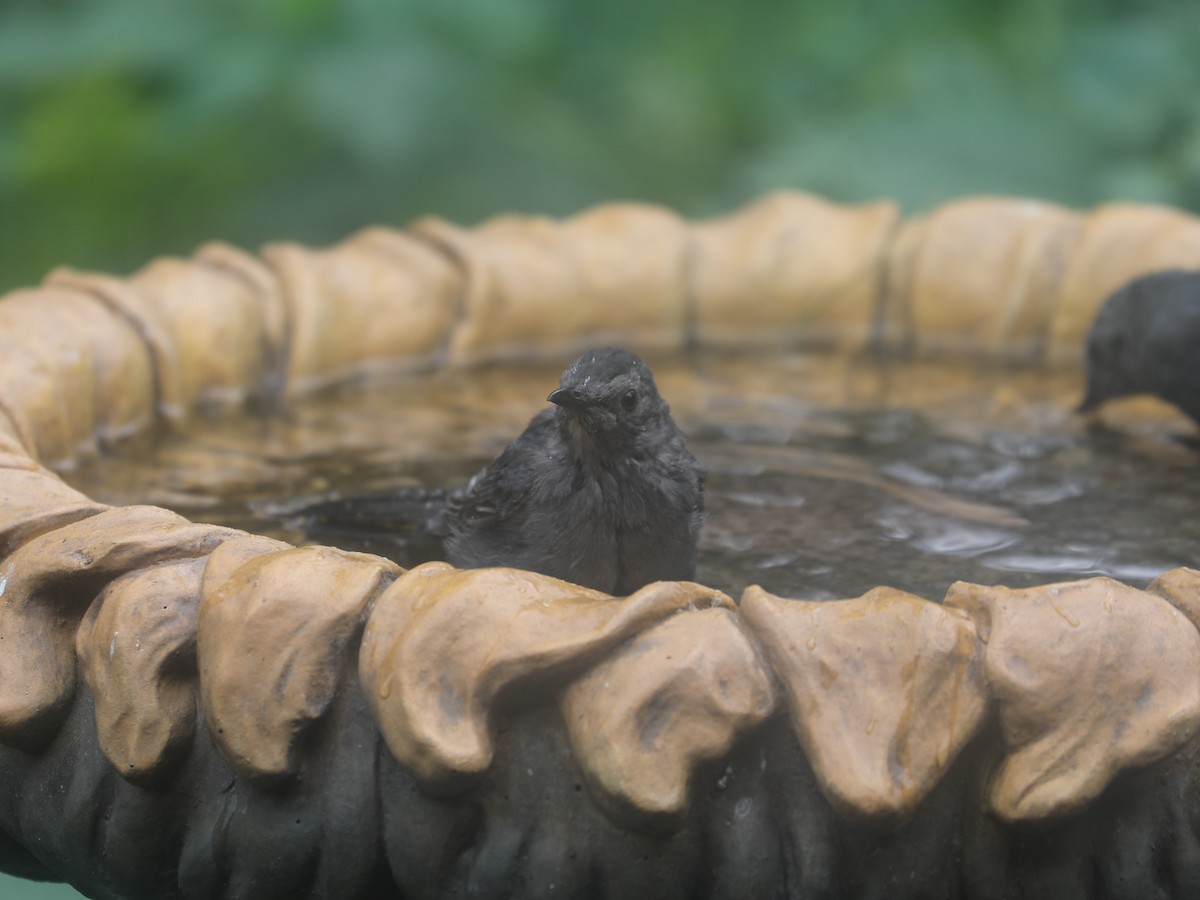 Moqueur chat - ML644403931