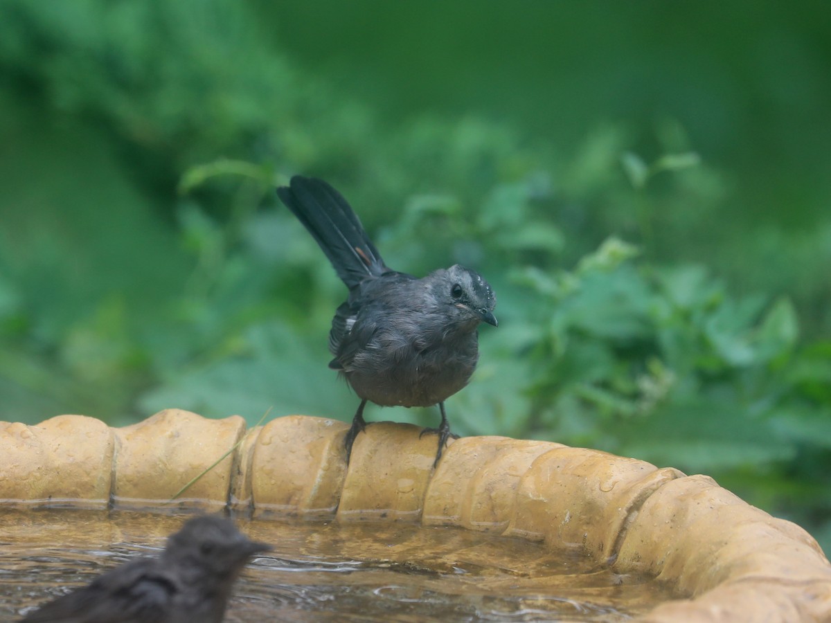 Moqueur chat - ML644403932