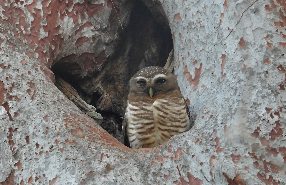 White-browed Owl - ML644403939