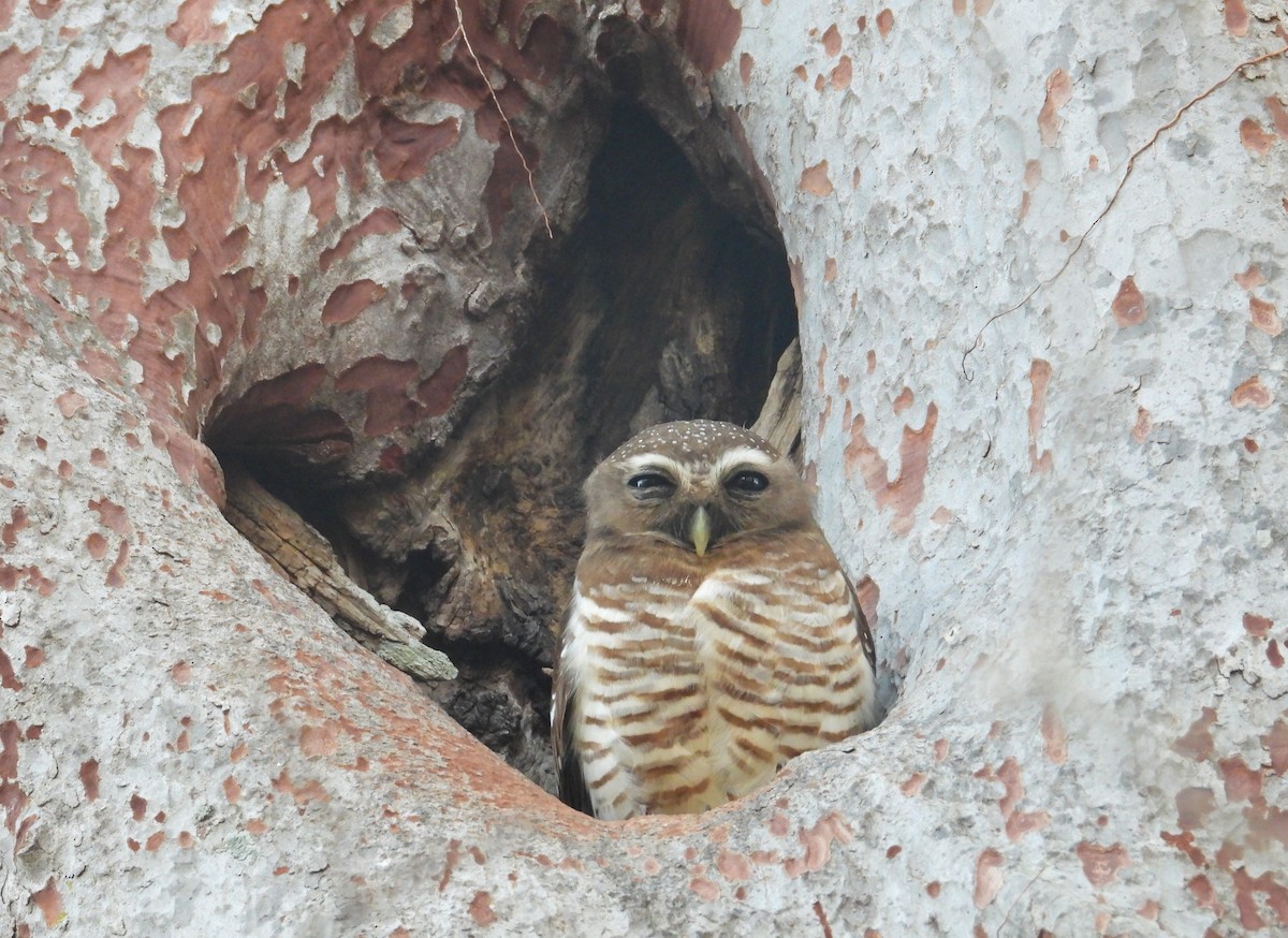 White-browed Owl - ML644403941