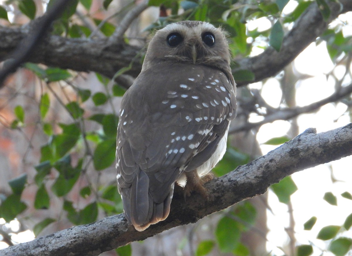White-browed Owl - ML644403942