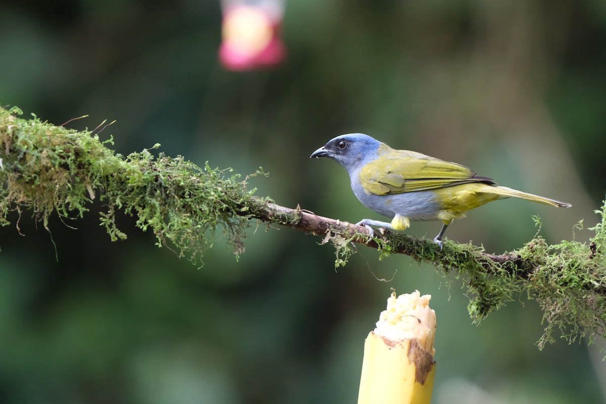 Blue-capped Tanager - ML644403944