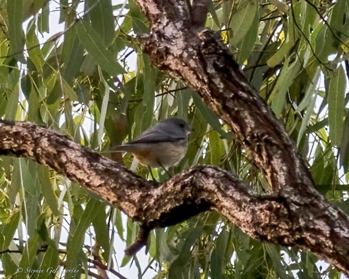 Gelbbauch-Dickkopf [pectoralis-Gruppe] - ML644403949