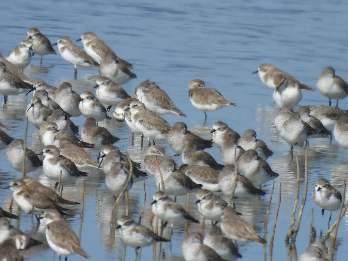 Tibetan Sand-Plover - ML644403950