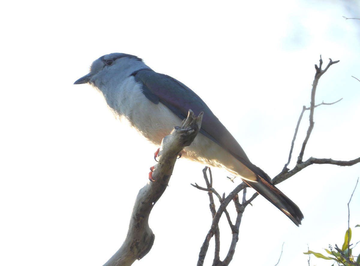 Cuckoo-roller - ML644403951