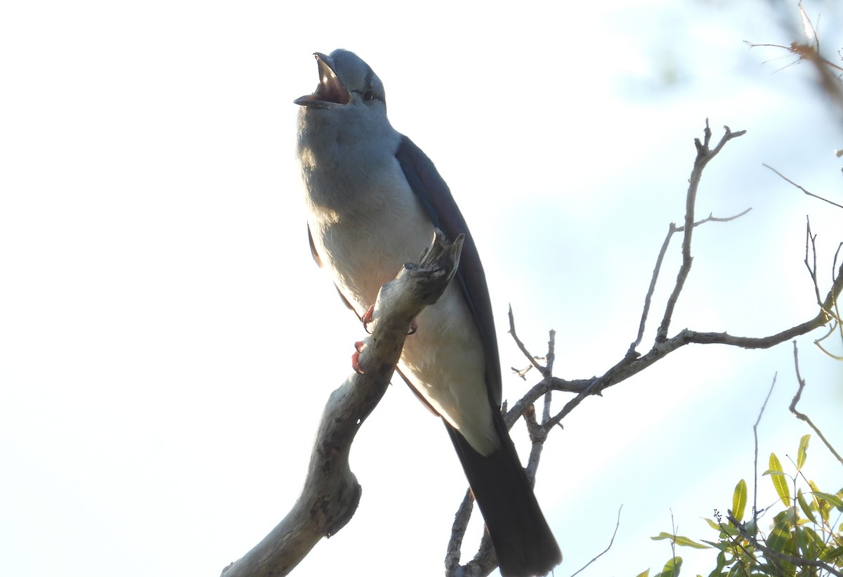 Cuckoo-roller - ML644403952