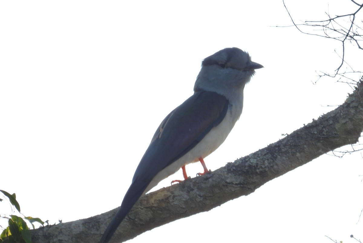 Cuckoo-roller - ML644403953