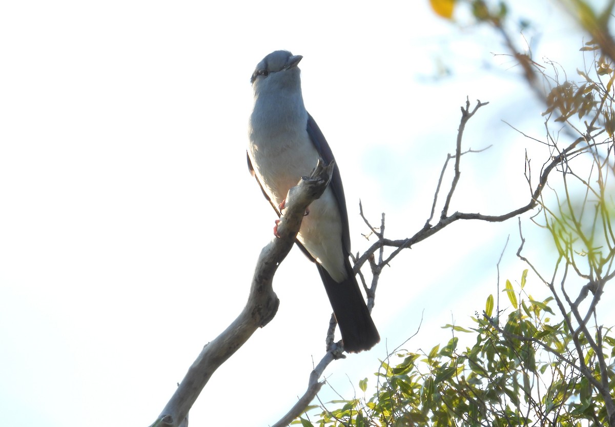 Cuckoo-roller - ML644403955