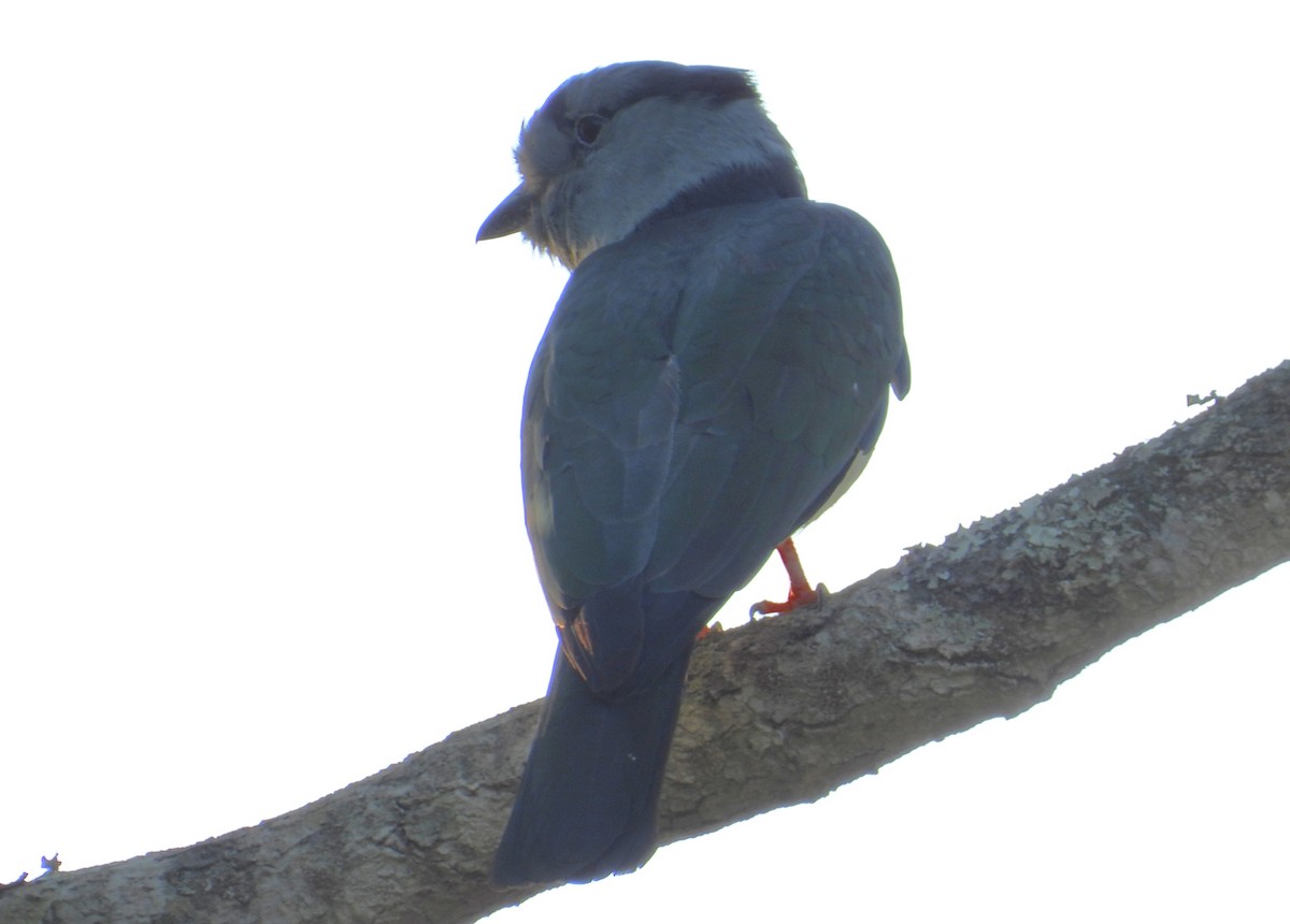 Cuckoo-roller - ML644403956