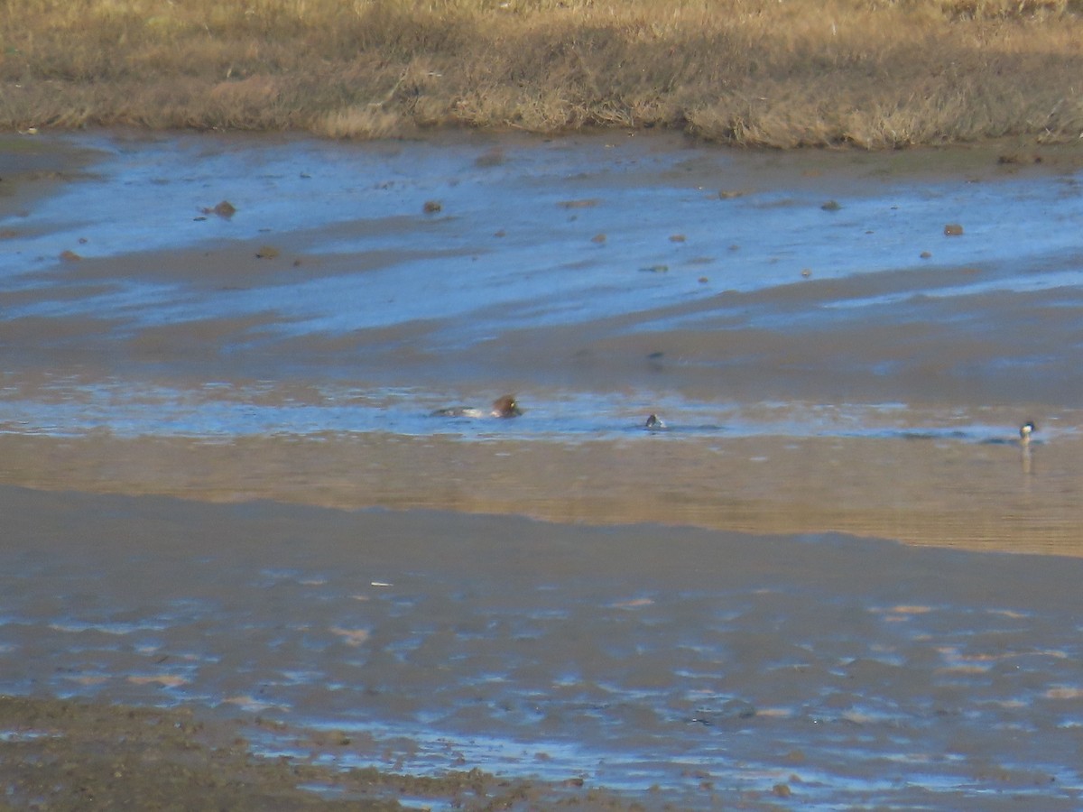 Гоголь - ML644403963