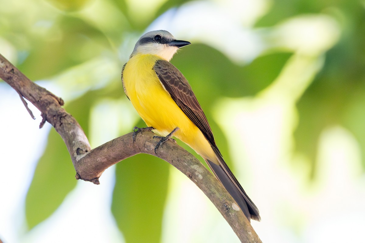 White-throated Kingbird - ML644403970