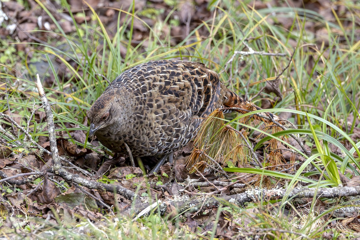 ミカドキジ - ML644403978
