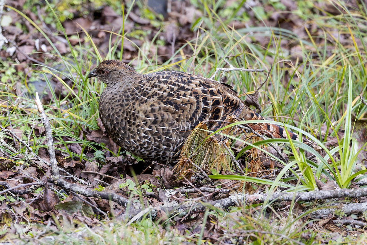 ミカドキジ - ML644403979