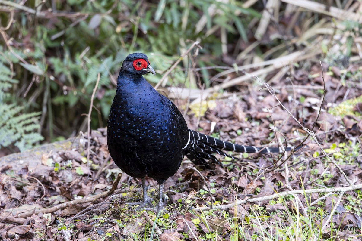 ミカドキジ - ML644403980