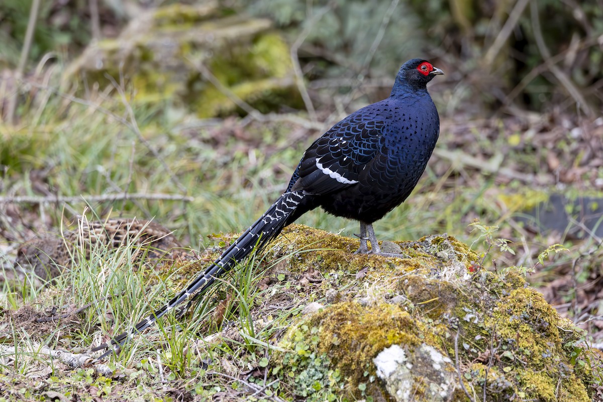 ミカドキジ - ML644403981