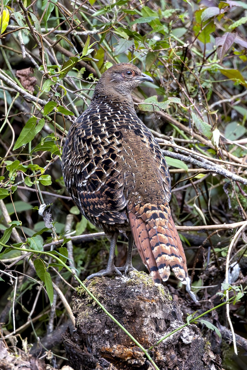 ミカドキジ - ML644403982