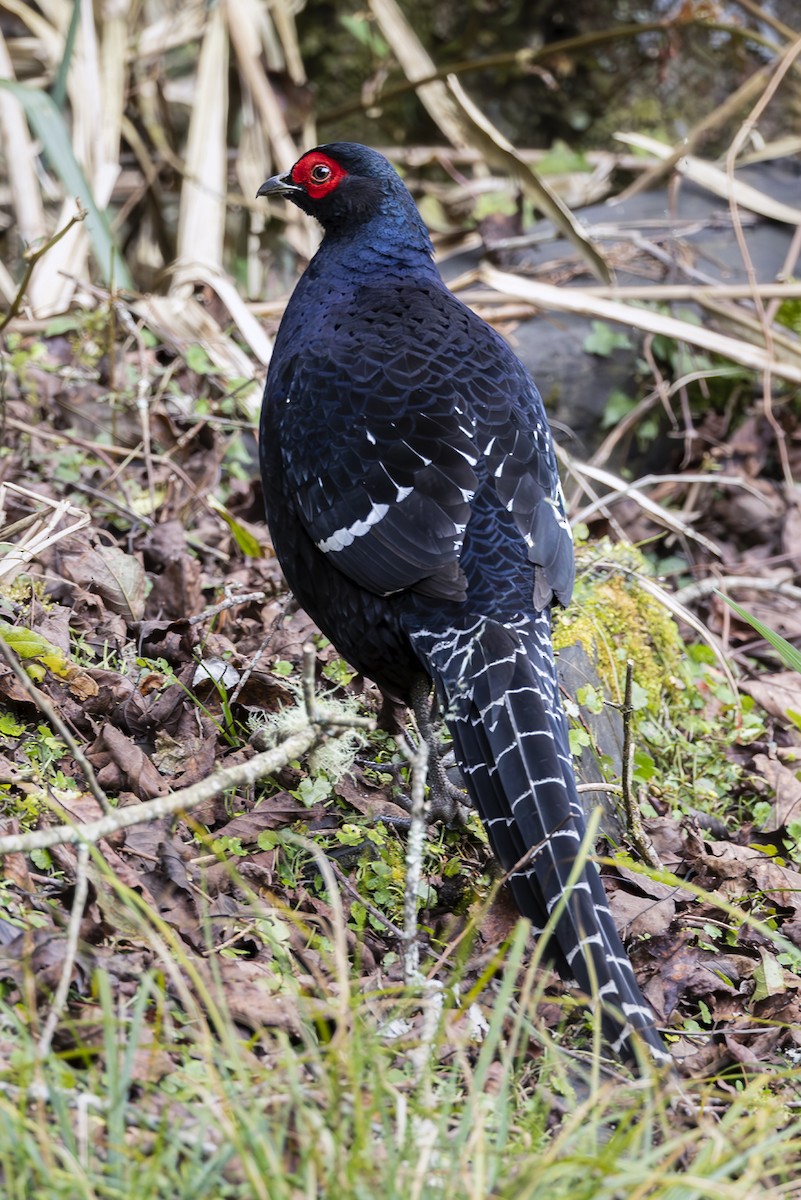 ミカドキジ - ML644403983