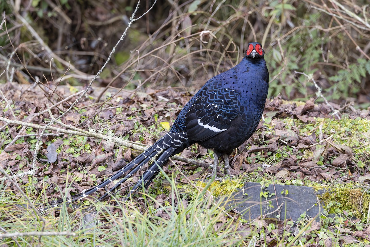 ミカドキジ - ML644403984