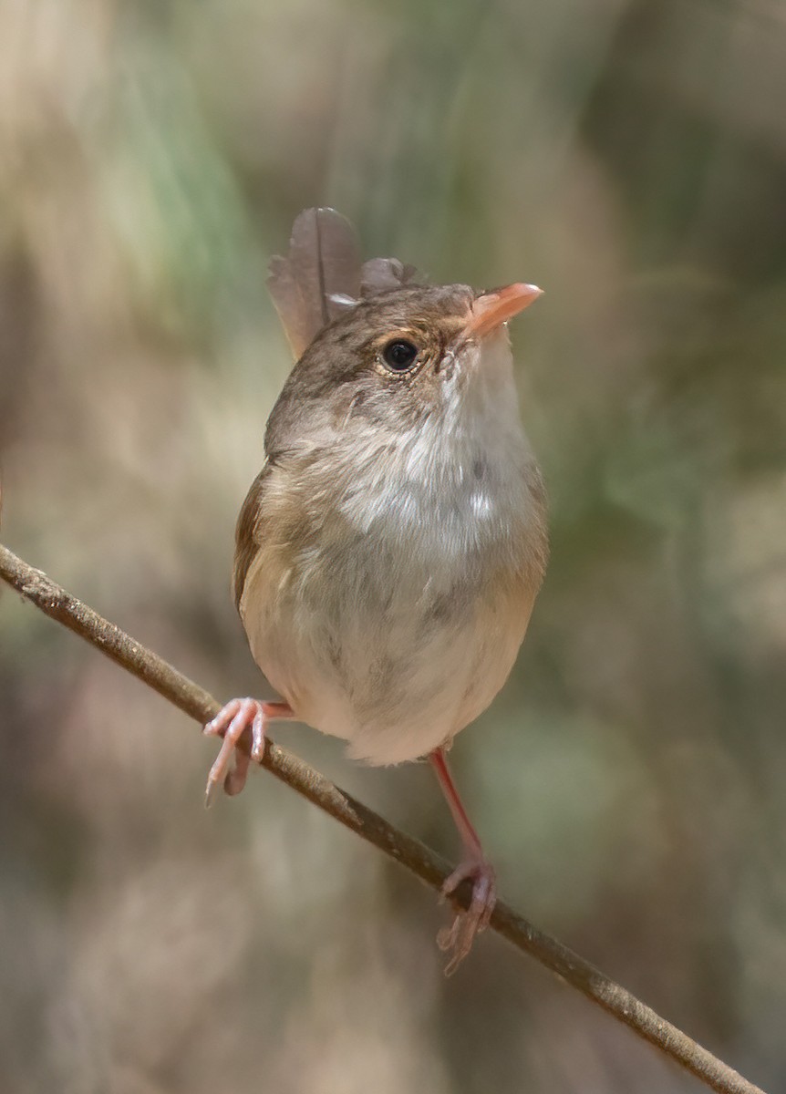 Red-backed Fairywren - ML644403989