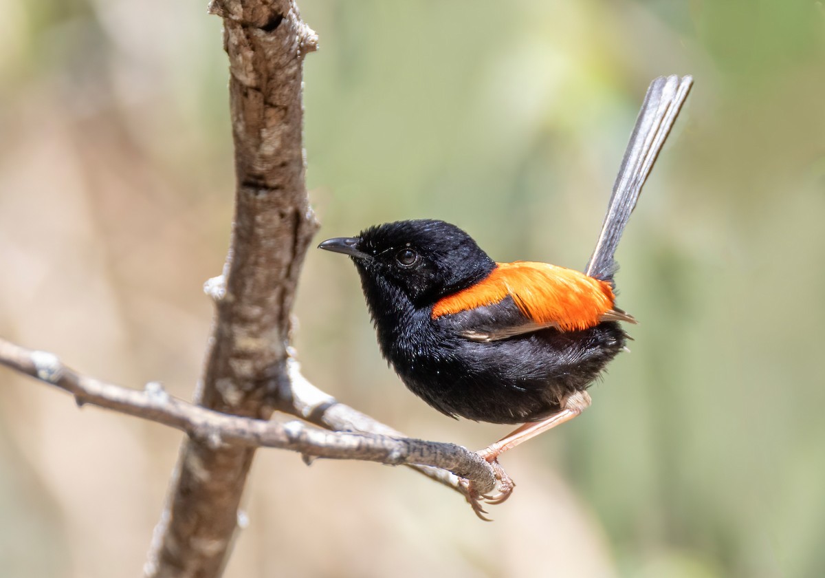 Red-backed Fairywren - ML644403990