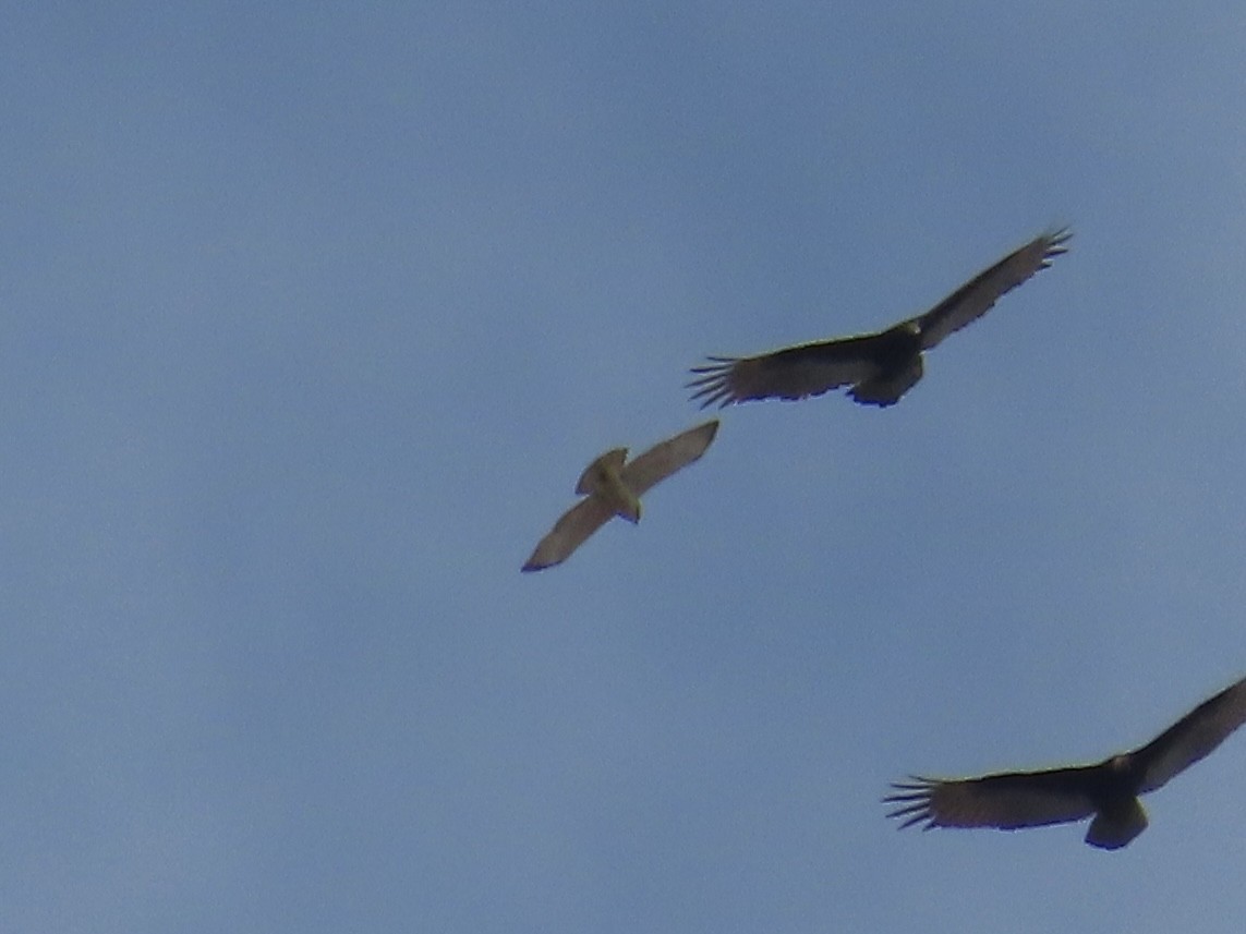 Broad-winged Hawk - ML644403991