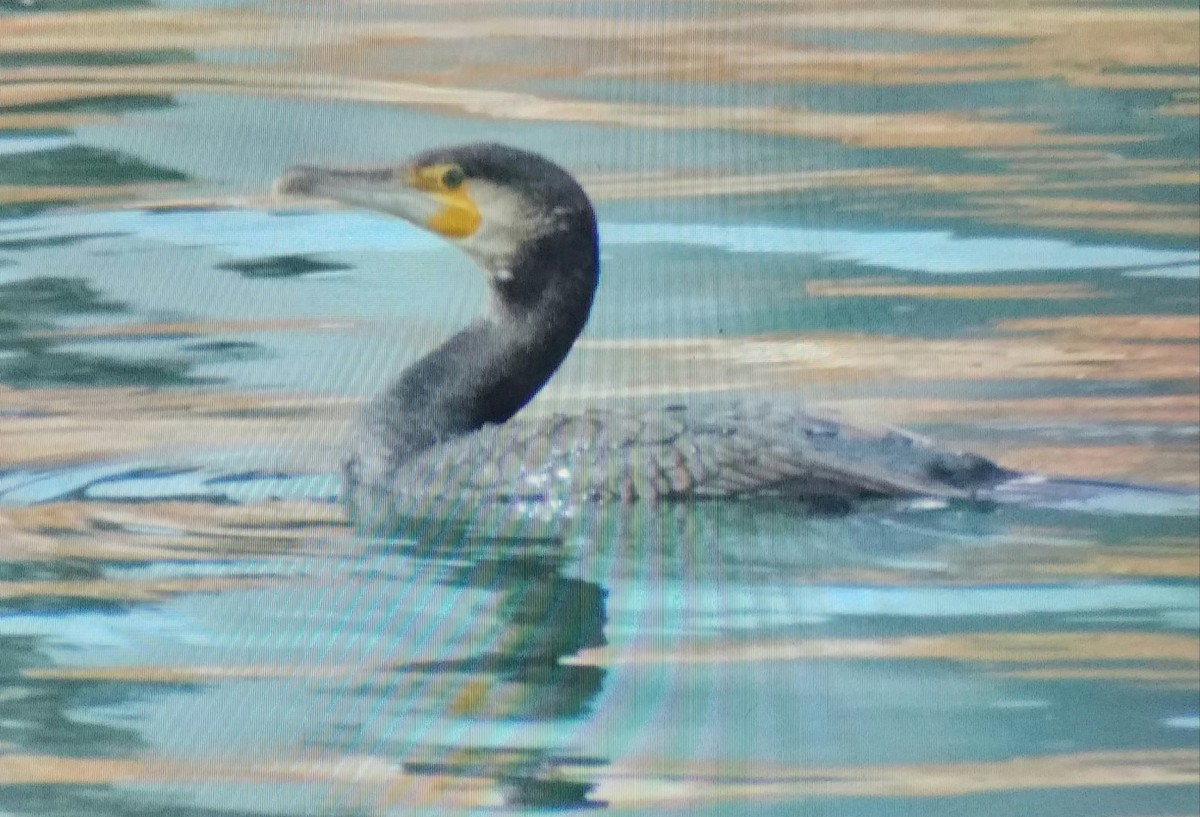 storskarv - ML644403999