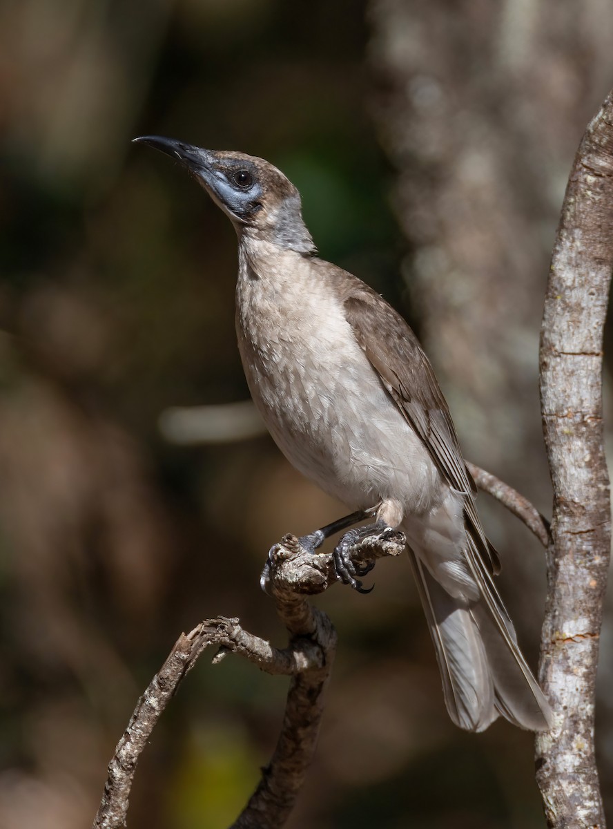 Little Friarbird - ML644404002