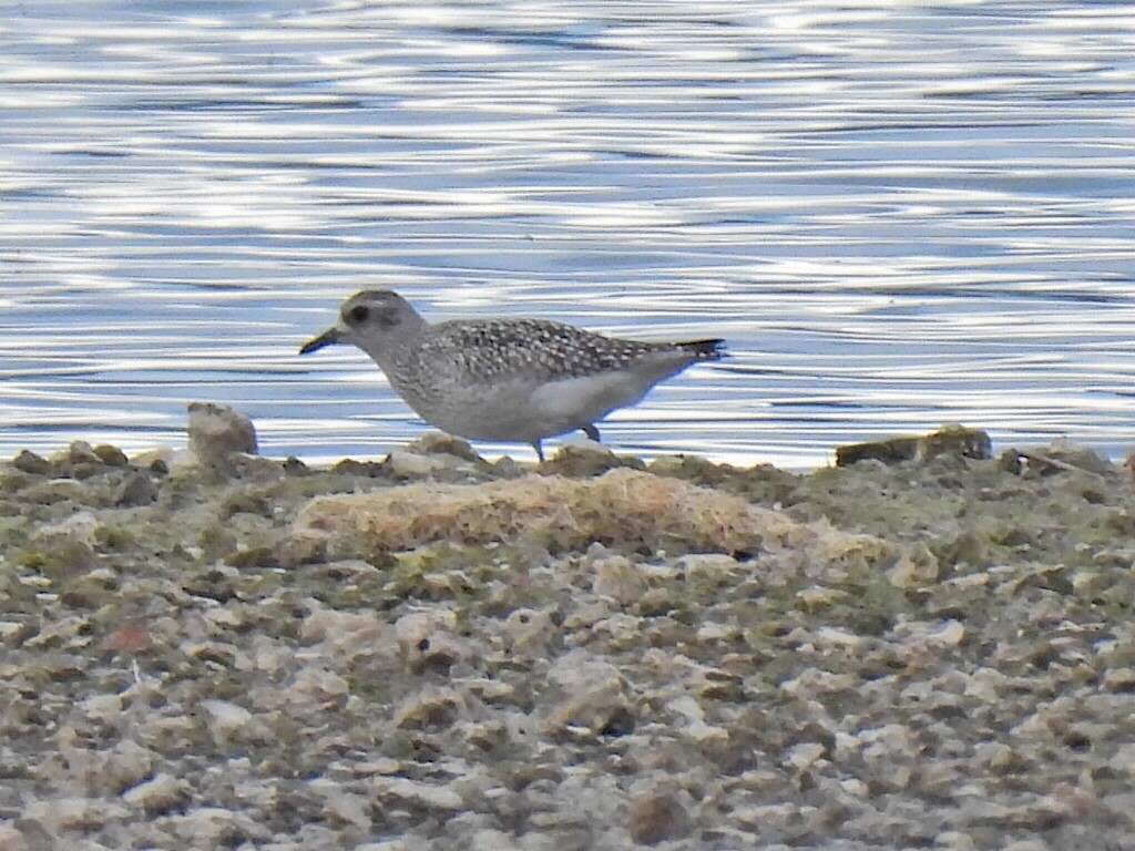 Pivieressa - ML644404008