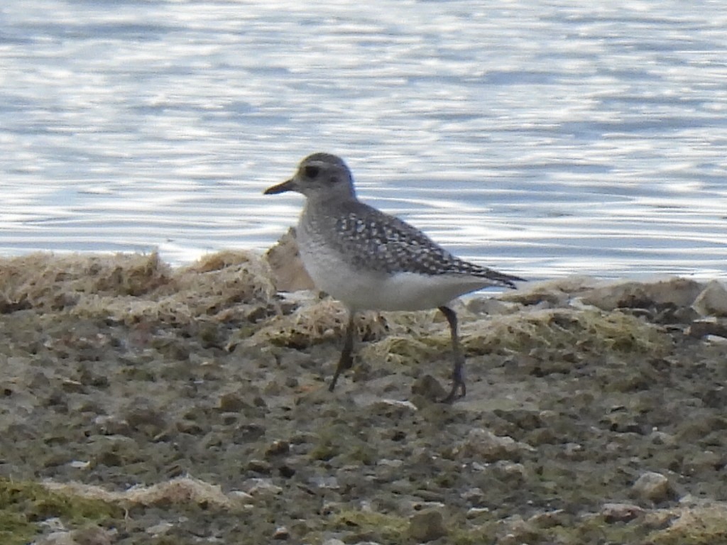 Pivieressa - ML644404009