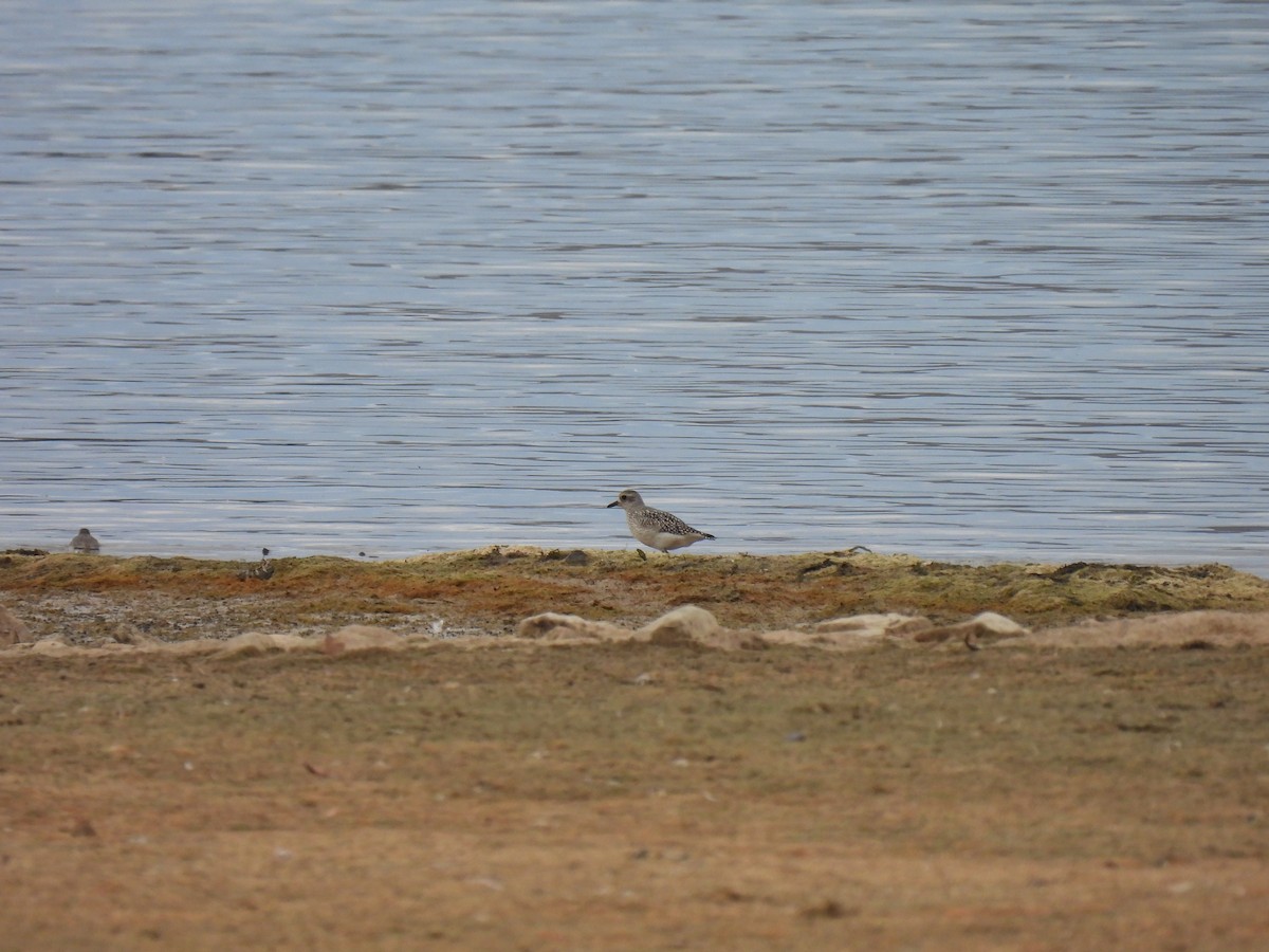 Pivieressa - ML644404010