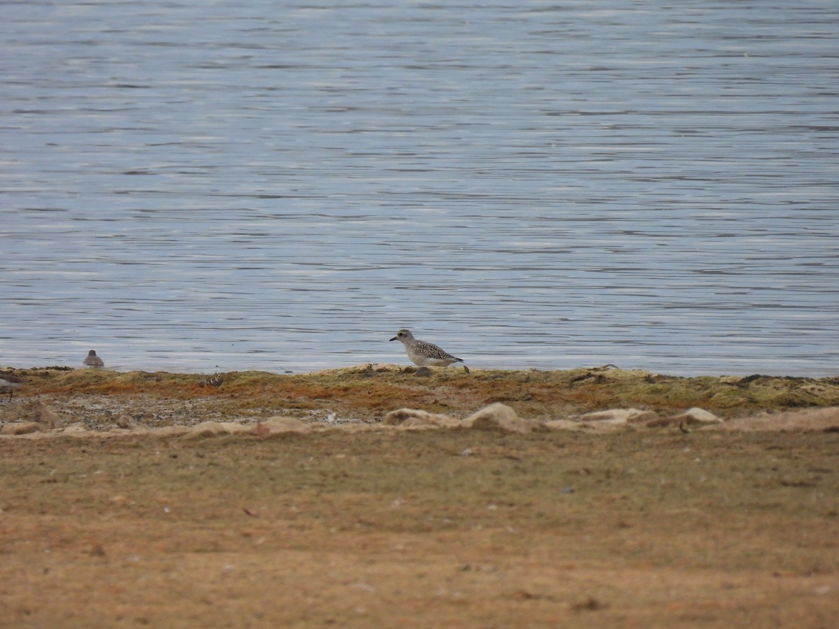 Pivieressa - ML644404011