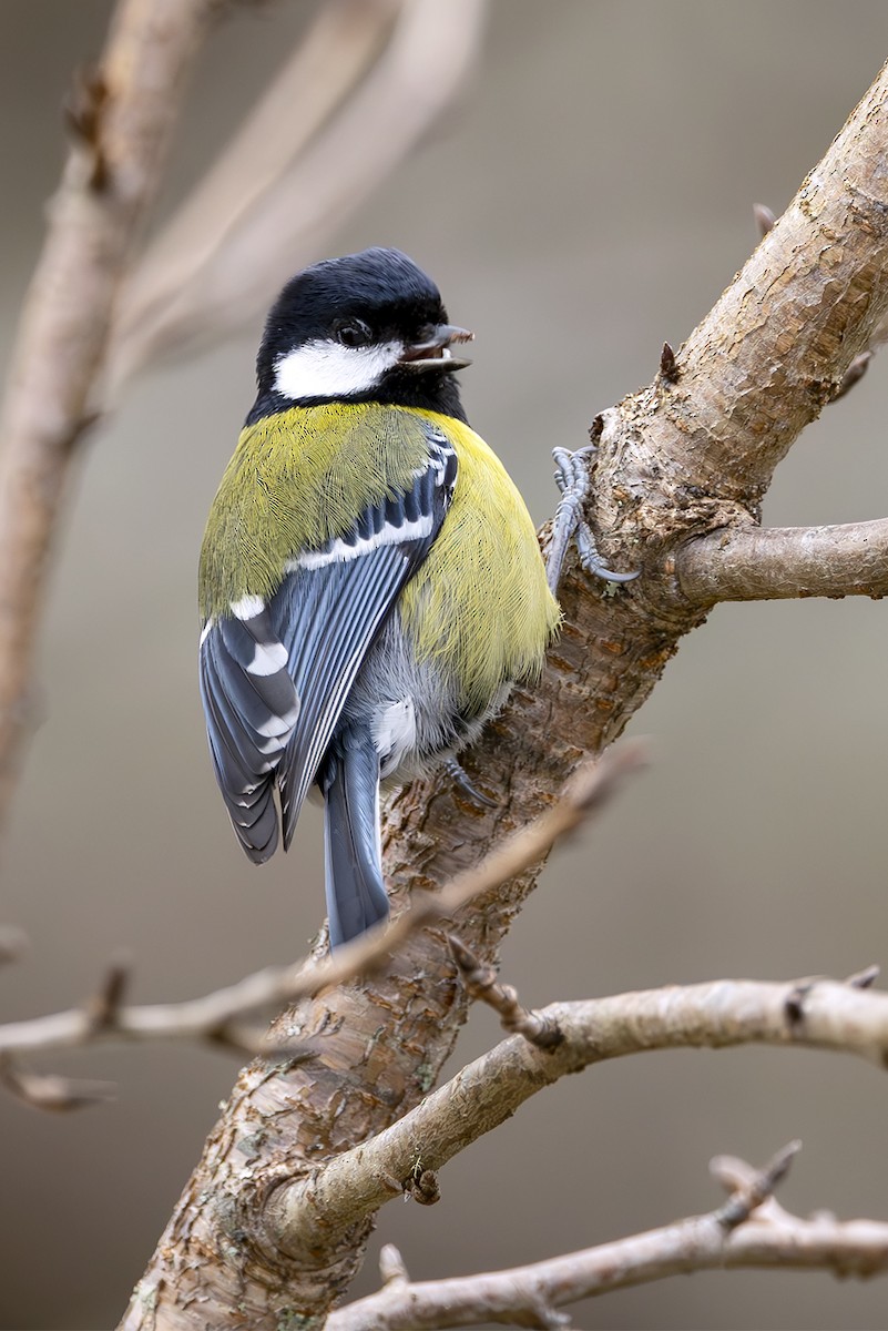 Mésange montagnarde - ML644404017