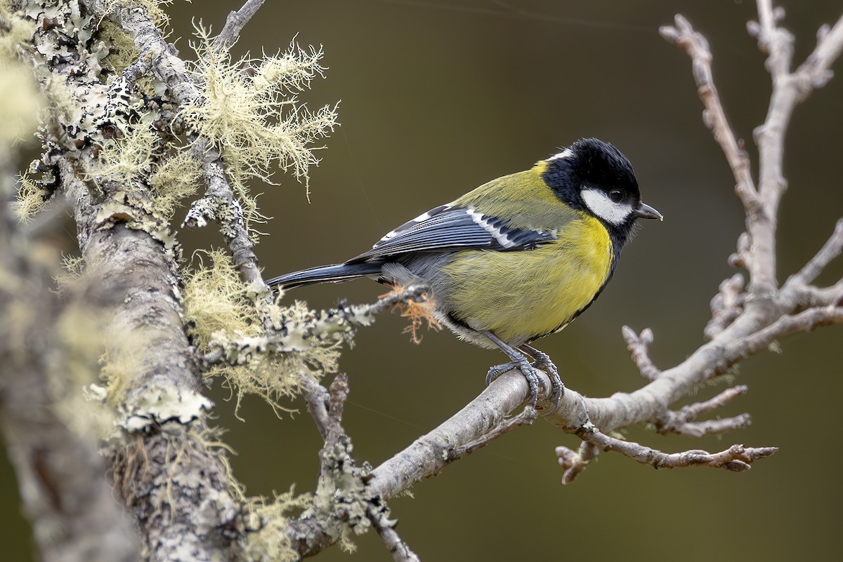 Mésange montagnarde - ML644404018