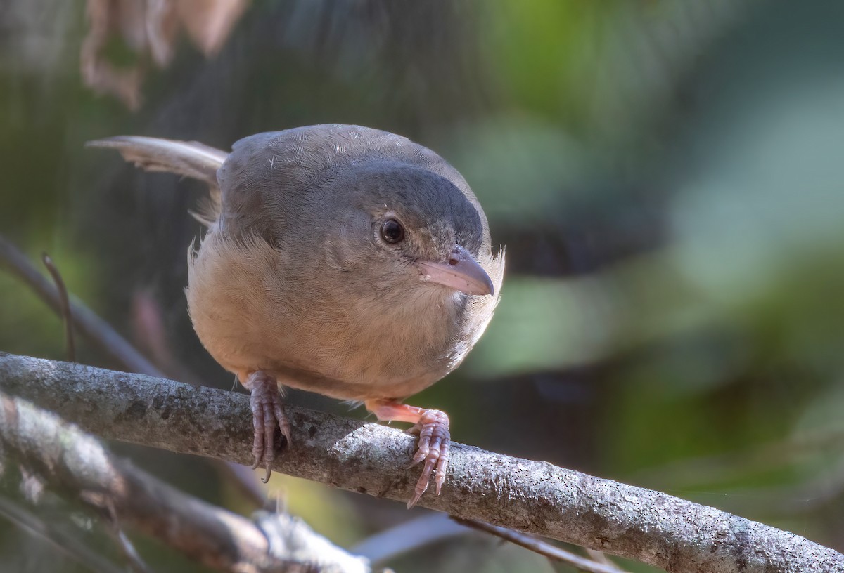 Little Shrikethrush (Rufous) - ML644404019