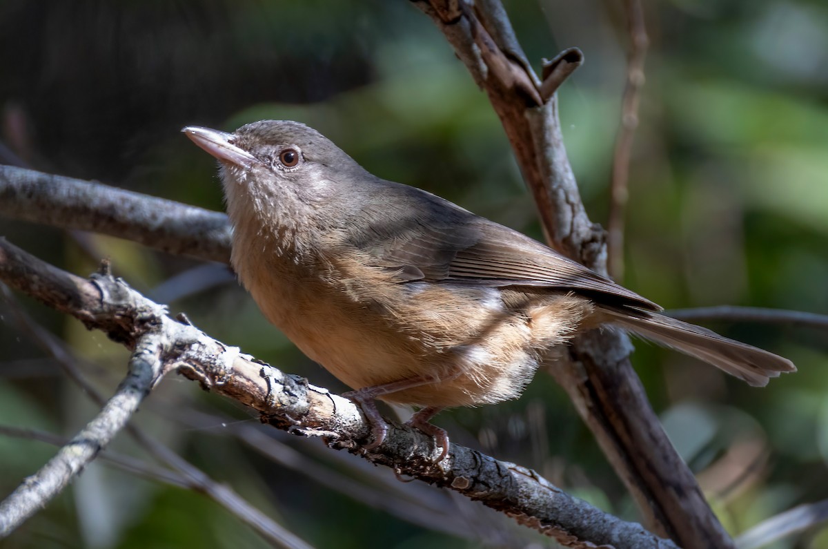 Little Shrikethrush (Rufous) - ML644404020