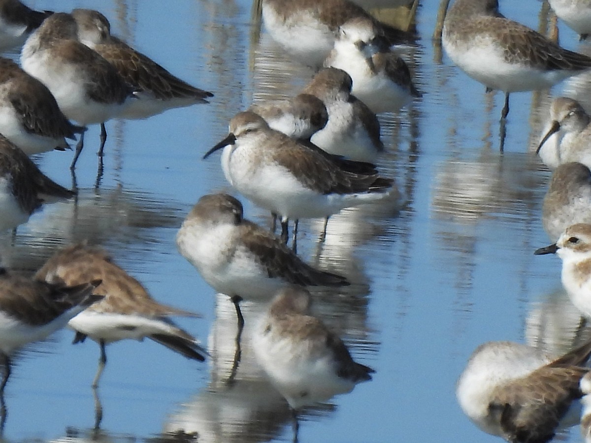 Curlew Sandpiper - ML644404022