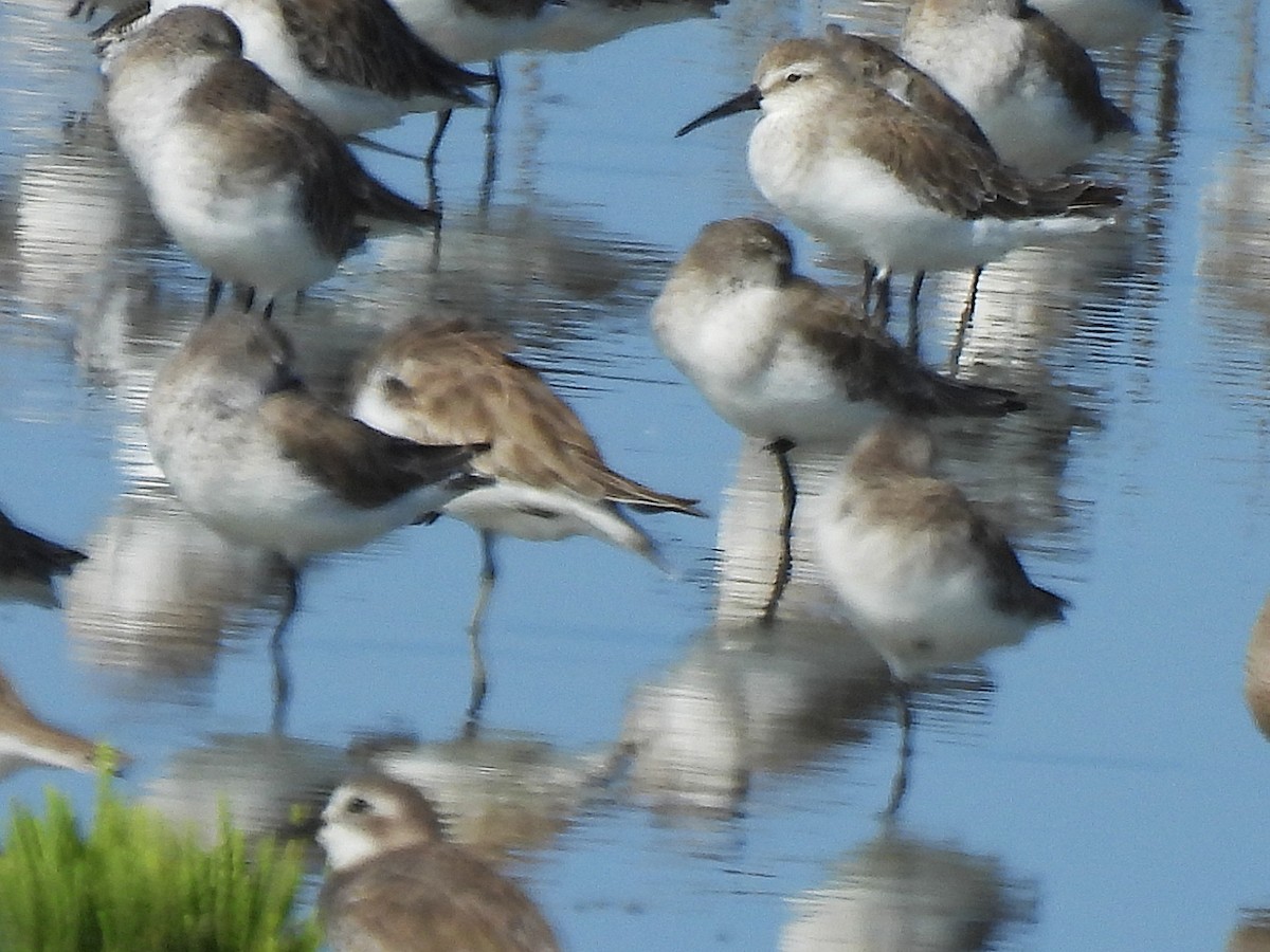Curlew Sandpiper - ML644404023