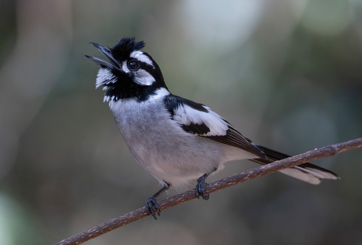 hvitøremonark - ML644404025