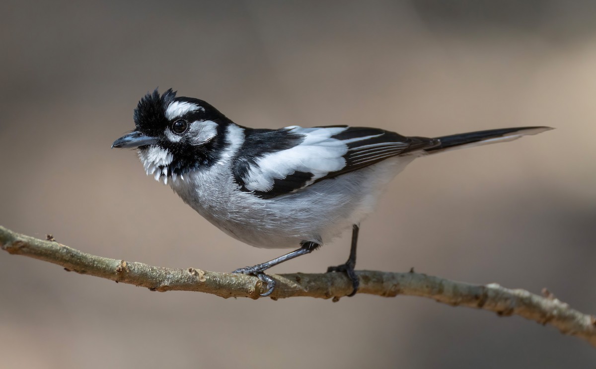 hvitøremonark - ML644404026