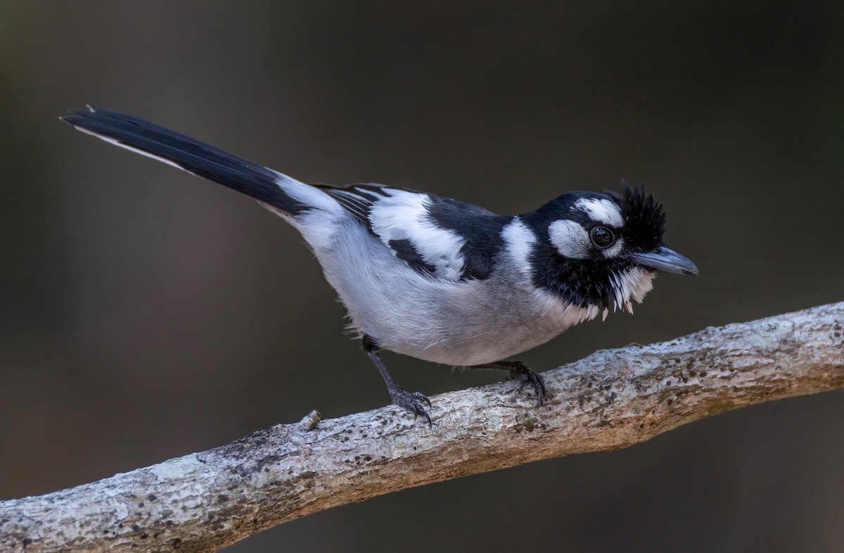 hvitøremonark - ML644404027