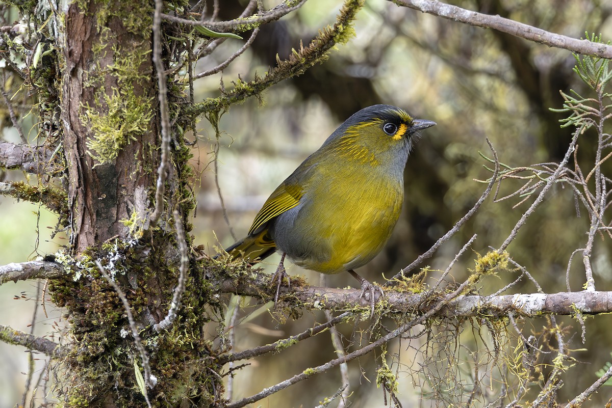 Taiwan Liocichla - ML644404028