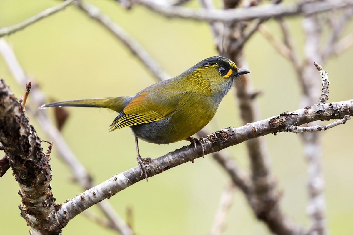 Taiwan Liocichla - ML644404029