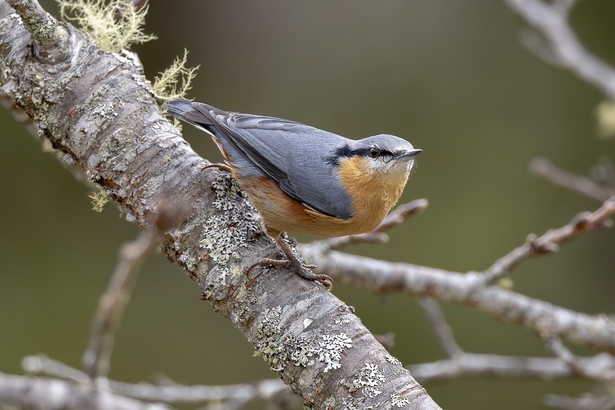 Eurasian Nuthatch (Chinese) - ML644404036