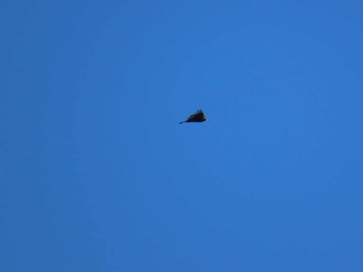 Turkey Vulture - ML644404037