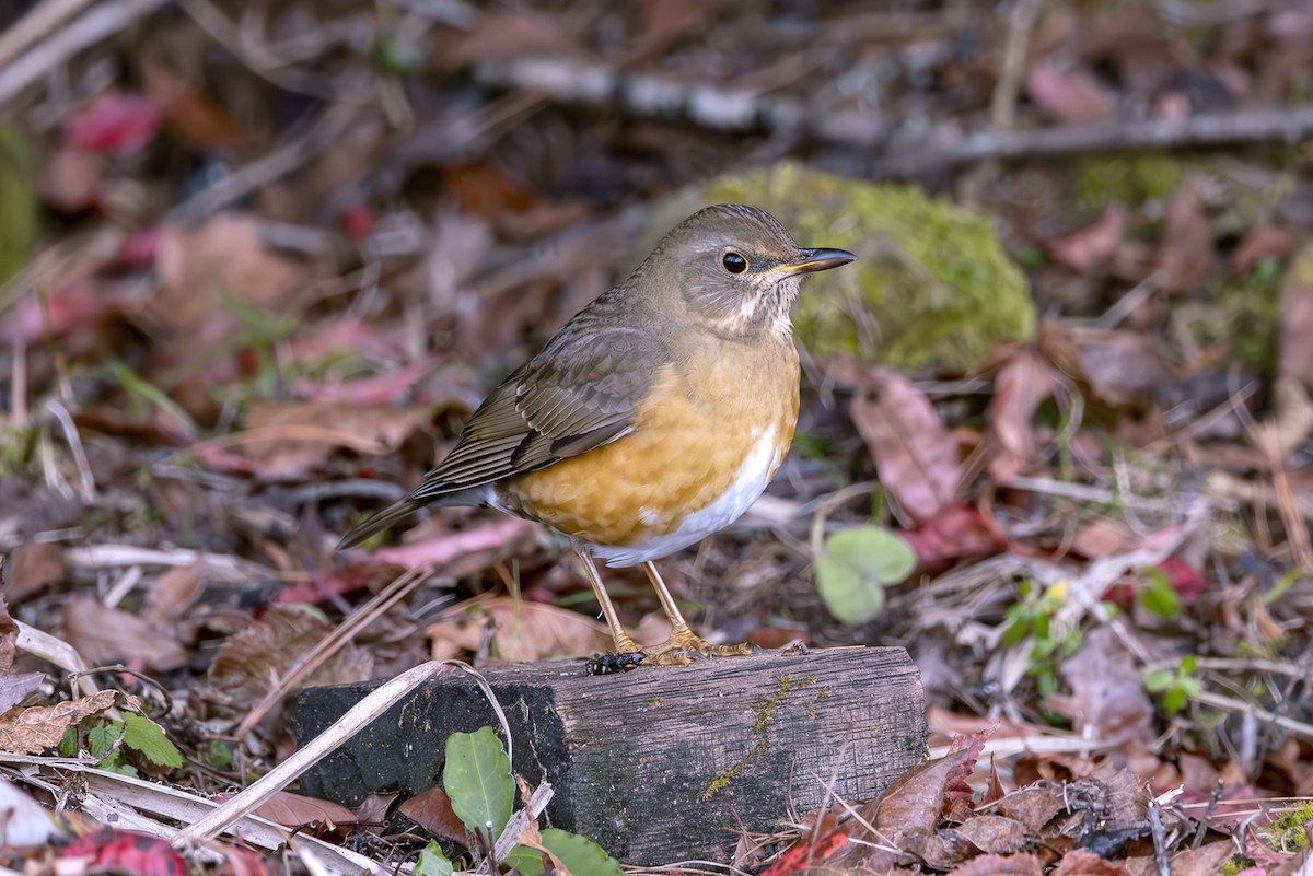 brunhodetrost - ML644404040