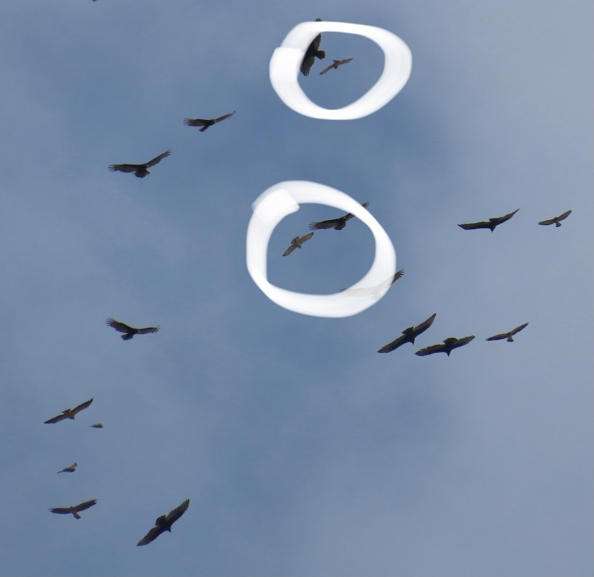 Broad-winged Hawk - ML644404041