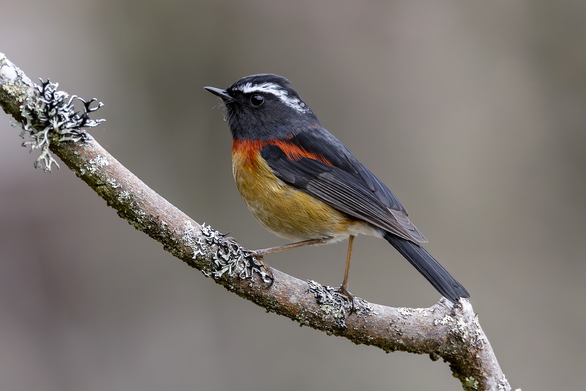 Taiwanblauschwanz - ML644404042