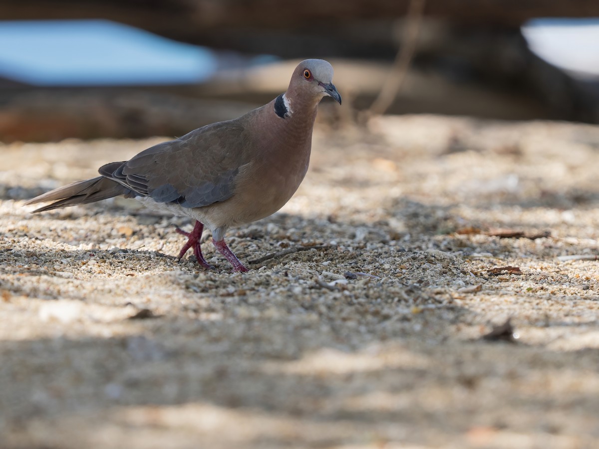 Tourterelle à double collier - ML644404046