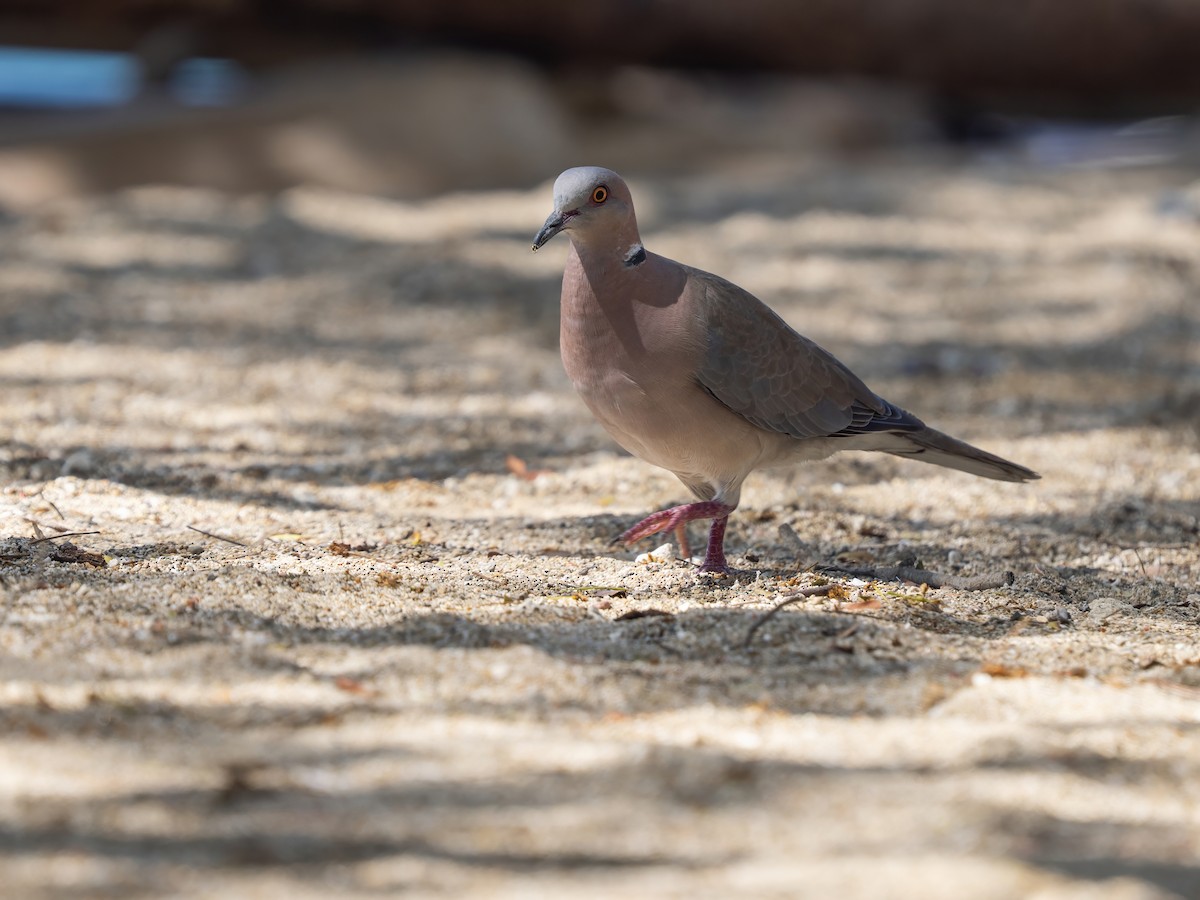 Tourterelle à double collier - ML644404047