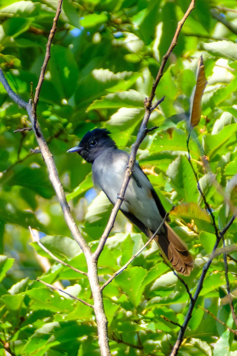 紫綬帶 - ML644404057